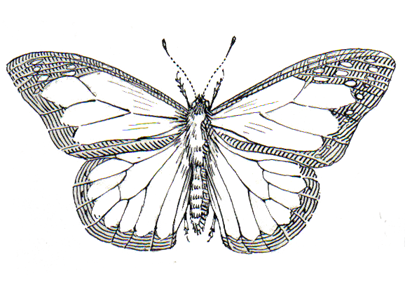 File:Butterfly bottom PSF.png