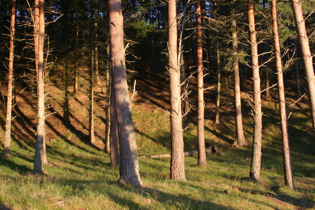 File:Caledonian Pine Woods - geograph.org.uk - 235061.jpg