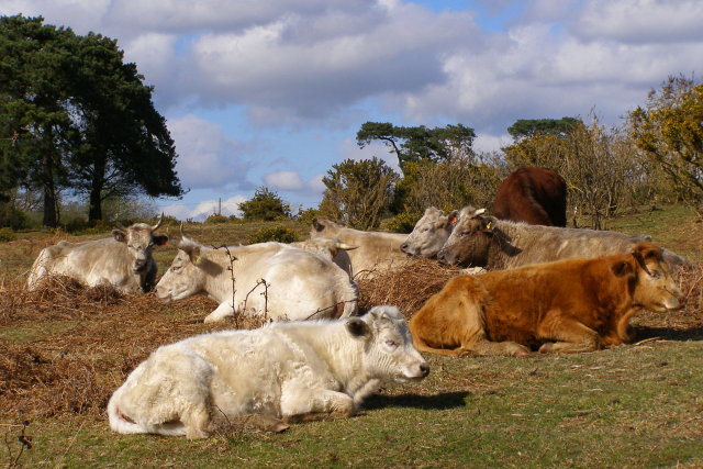 File:Cattle near Longdown car park, New Forest - geograph.org.uk - 763550.jpg