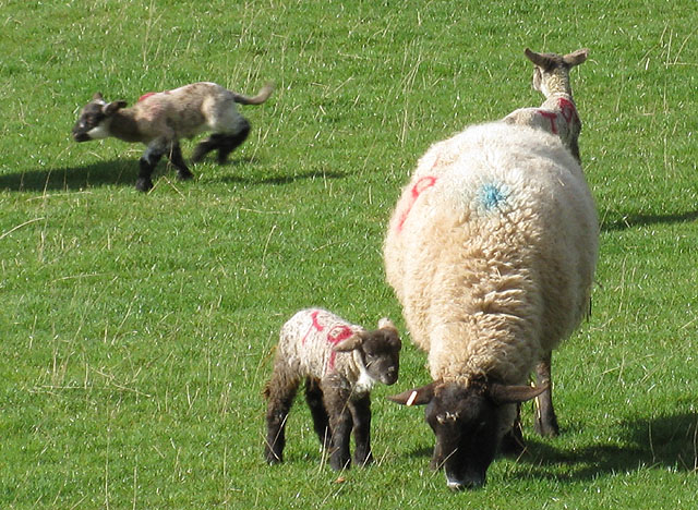 File:Checking out the new surroundings - geograph.org.uk - 1190233.jpg