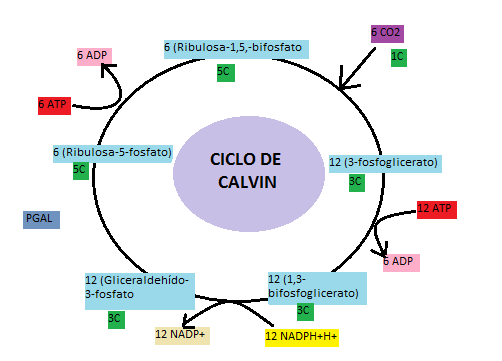 File:Ciclo calvin.png