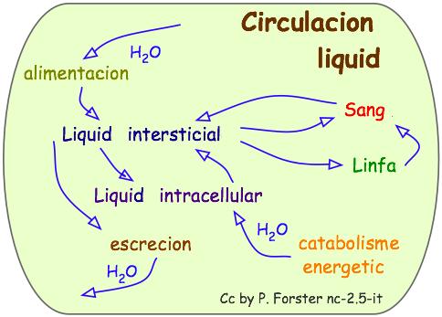 File:CirculacionLiquids.jpg