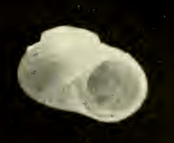<i>Cirsonella microscopia</i> species of mollusc