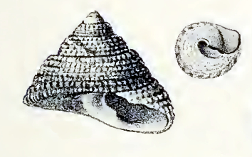 File:Clanculus undatoides 001.jpg