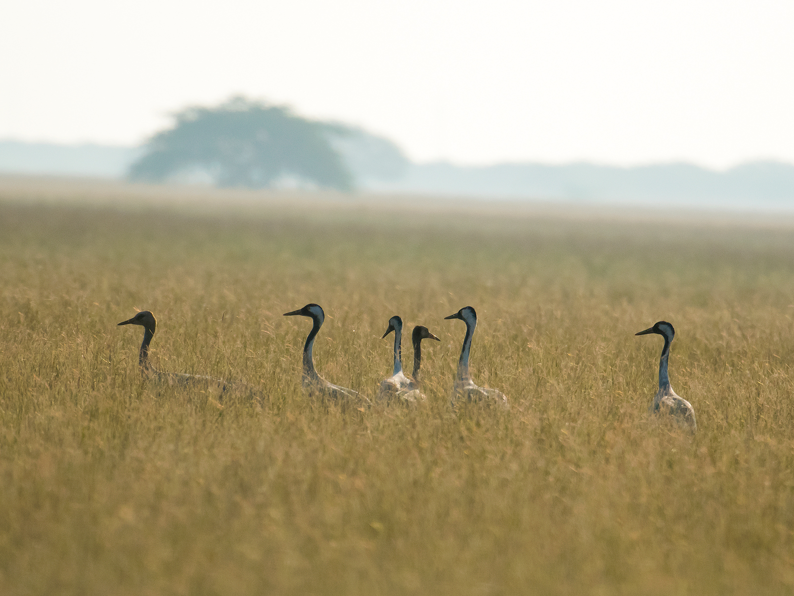 Common Crane in grass.jpg