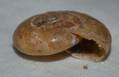 File Coquille D Escargot Jpg Wikimedia Commons