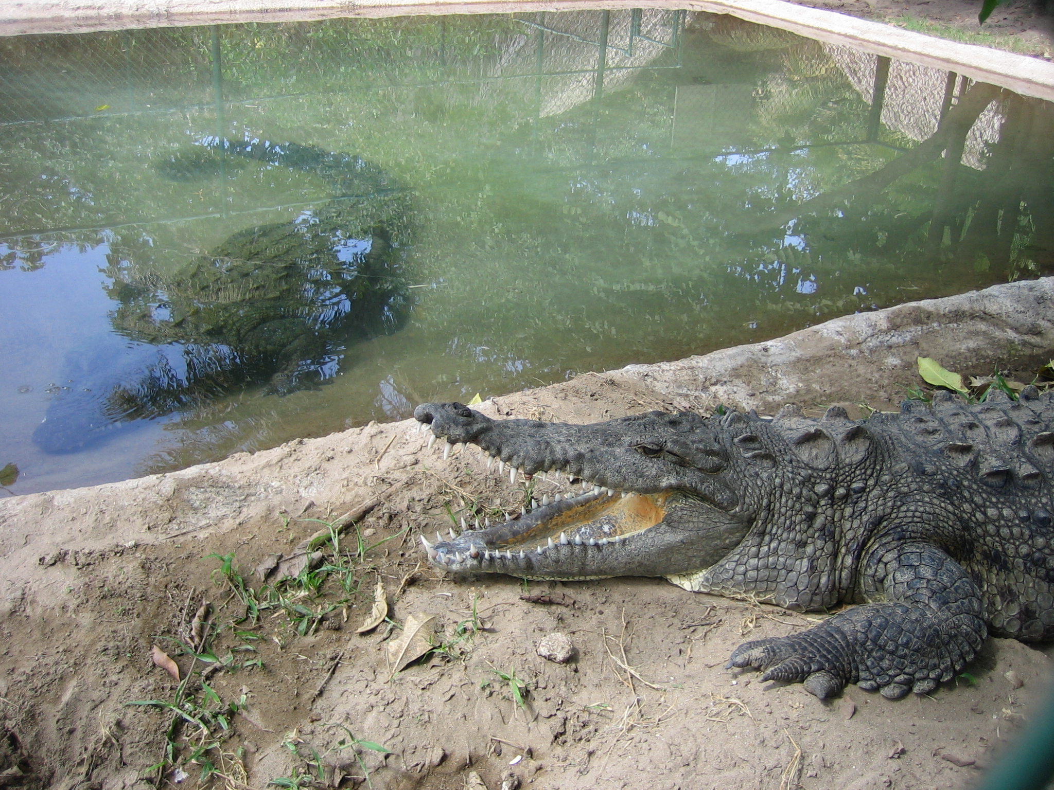 file-crocodile-farm-in-mexico-jpg-wikimedia-commons