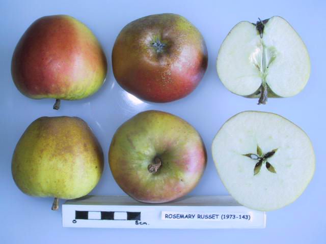 File:Cross section of Rosemary Russet (LA 65A), National Fruit Collection (acc. 1973-143).jpg
