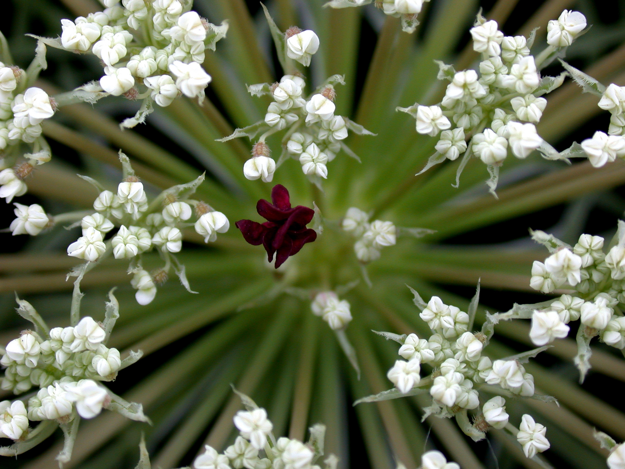 РђРјРјРё Daucus carota dara