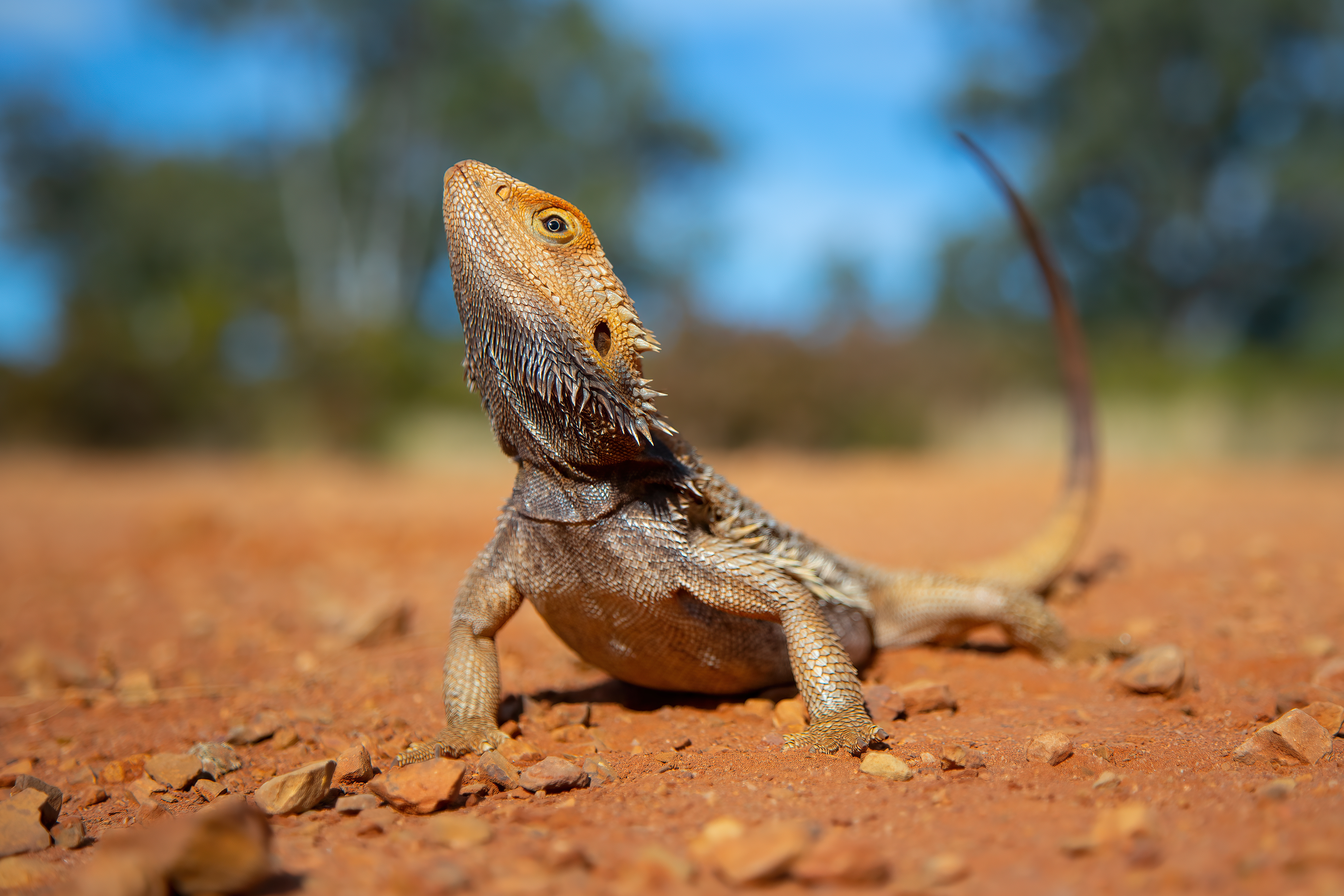 Bearded Dragon, Pogona vitticeps, Native to Australia