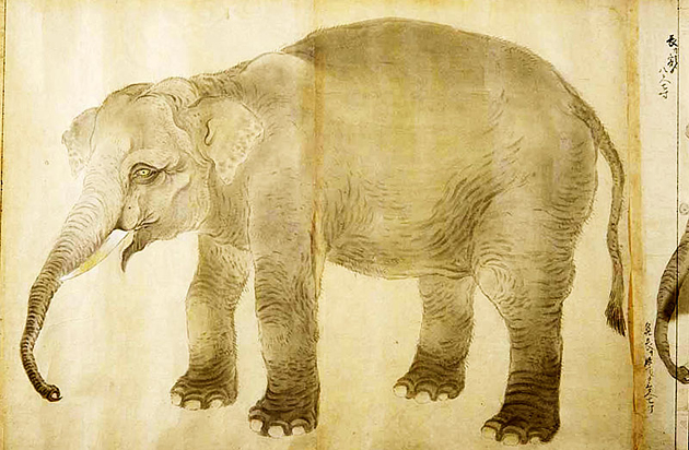 ファイル:Elephant by Kano Furunobu.jpg - Wikipedia