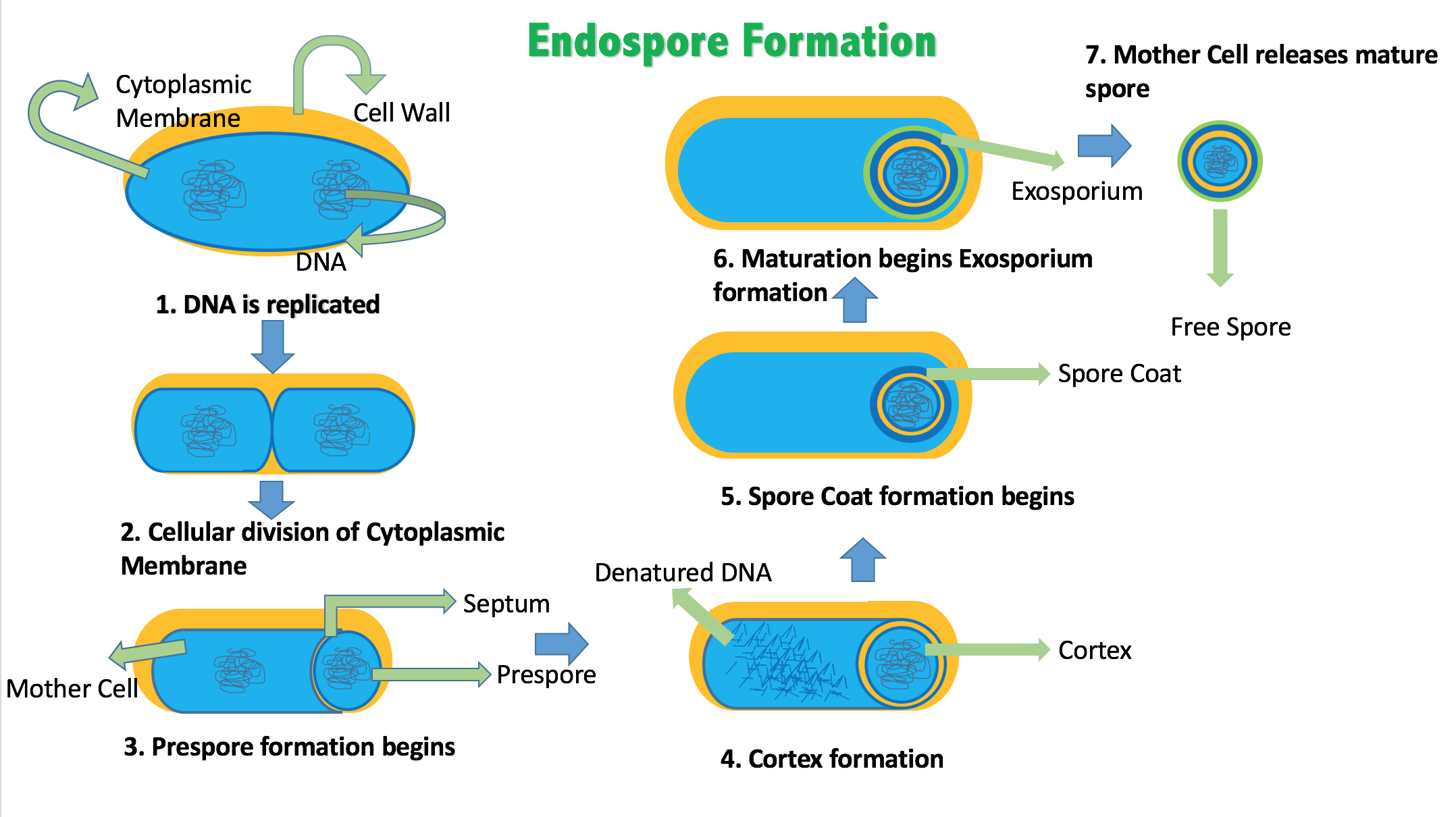 Image result for sporulation bacteria