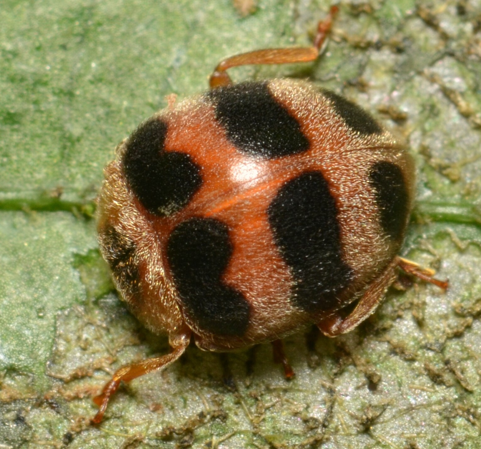 Coccinellidae - Wikipedia