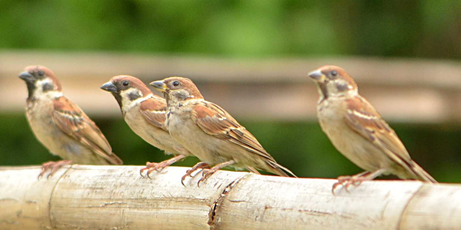 File Eurasian Tree Sparrow 1 Jpg Wikipedia