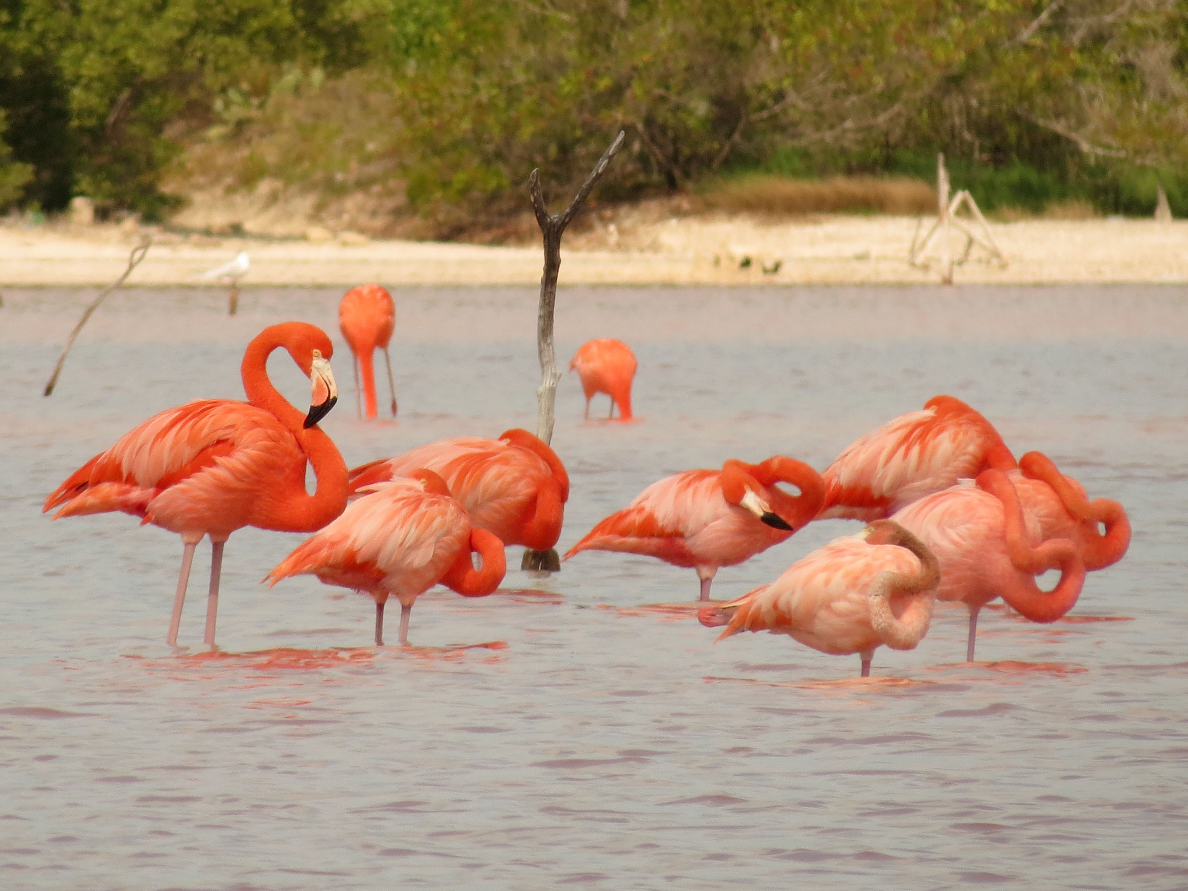 File Flamingos In Celestun Estuary Flickr Treegrow 8 Jpg Wikimedia Commons