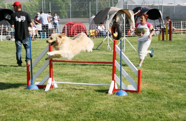 File:Golden retriever demonstrating an agility jump.jpg