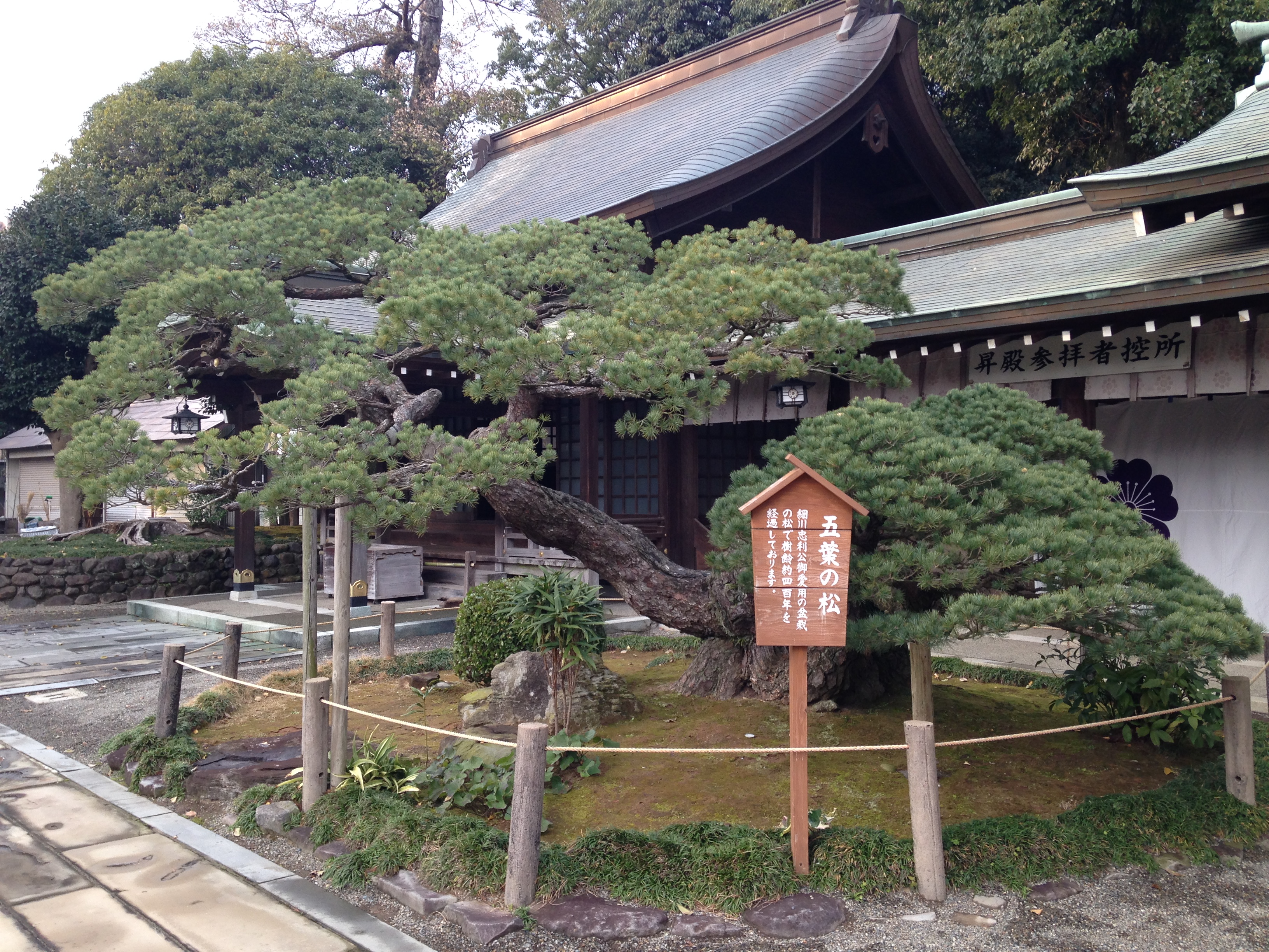 File Goyo No Matsu Pine Tree With 5 Leaves In Izumi Shrine In