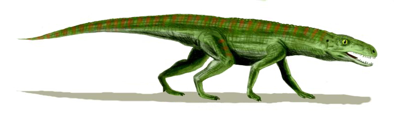 File:Gracilisuchus BW.jpg