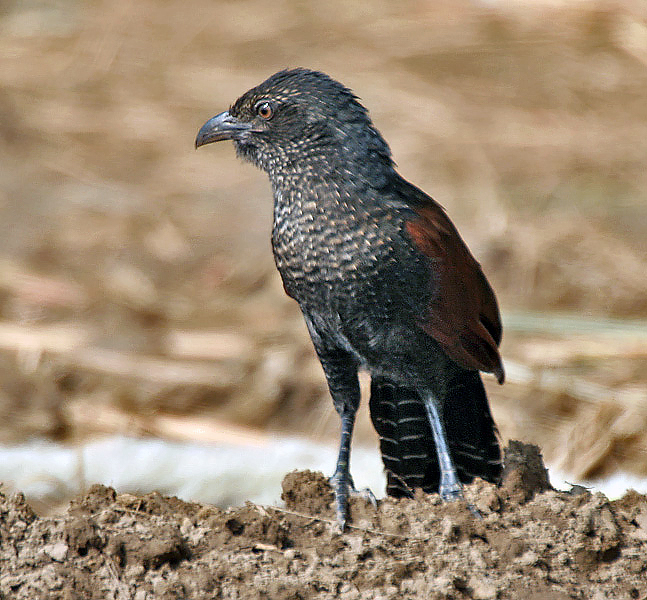 File:Greater Coucal (Centropus sinensis) - Immature at Hodal Iws IMG 1207.jpg