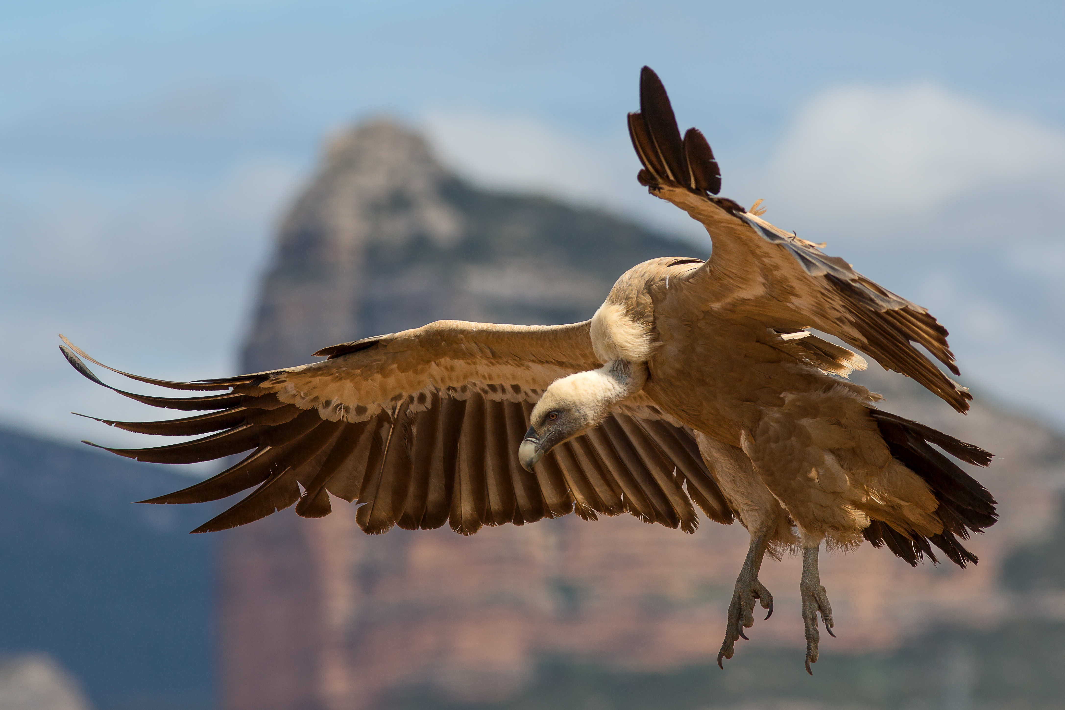 Eurasian griffon vulture - Wikipedia