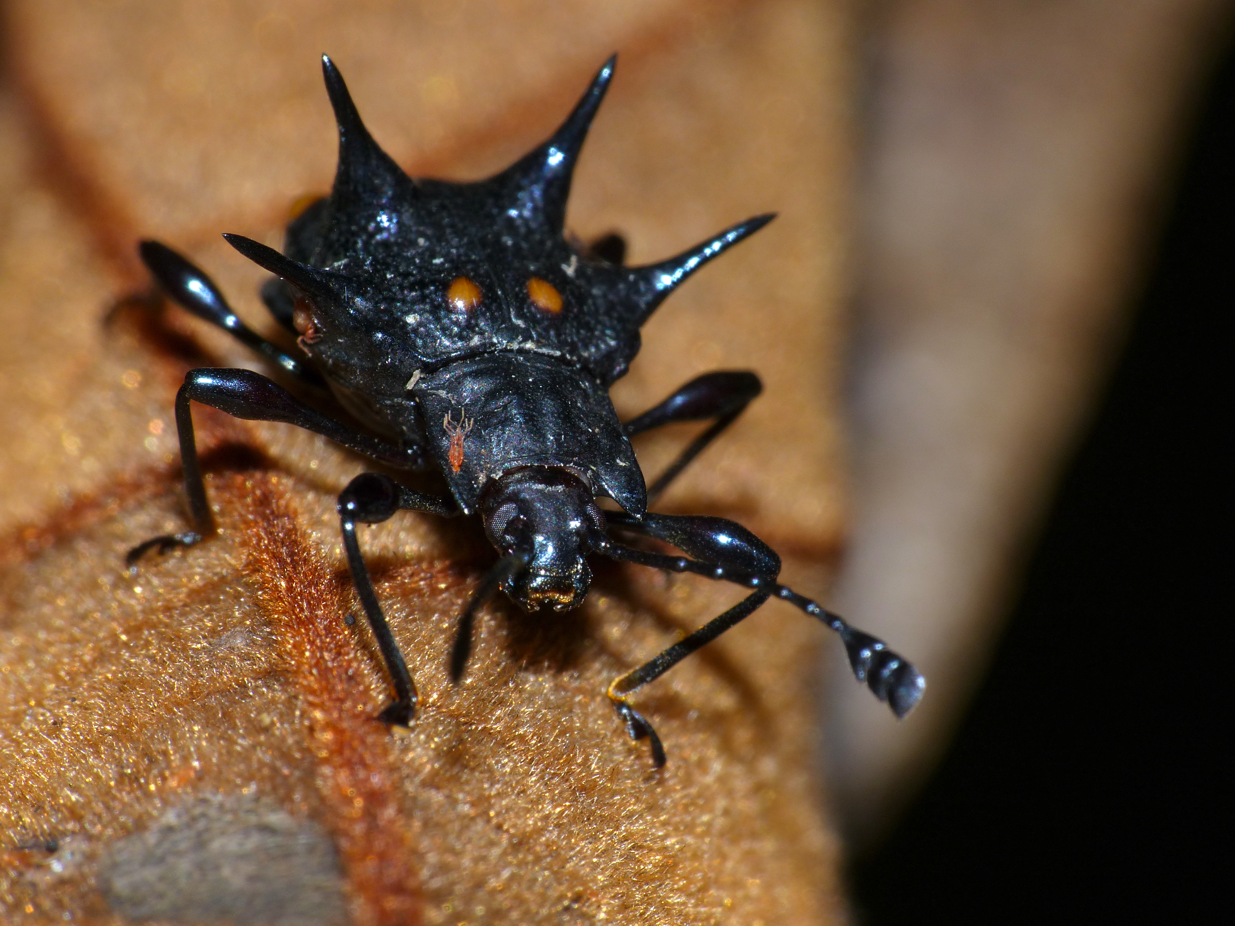 Handsome Fungus Beetle (Cacodaemon sp.) (15527390902).jpg