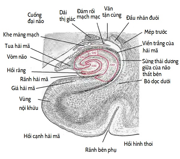 File:Hippocampus coronal section176157.fig.004-vi.jpg