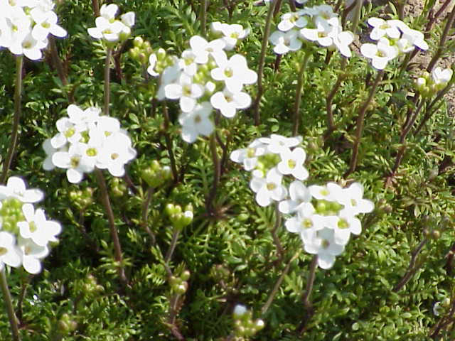 File:Hutchinsia alpina auerswaldii1.jpg