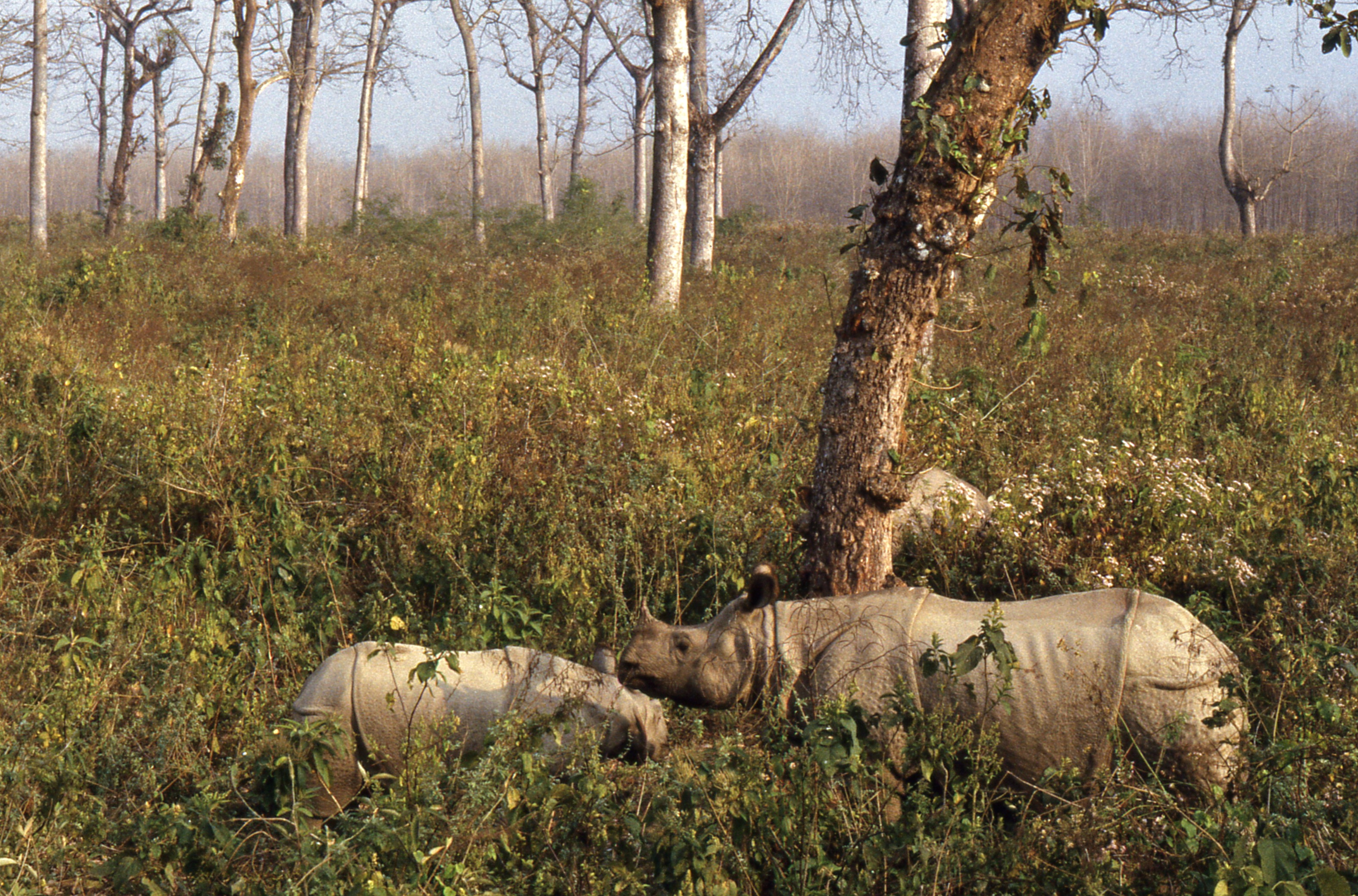 Indian Rhinos (Rhinoceros unicornis) female and 2 youngs (20352895500).jpg
