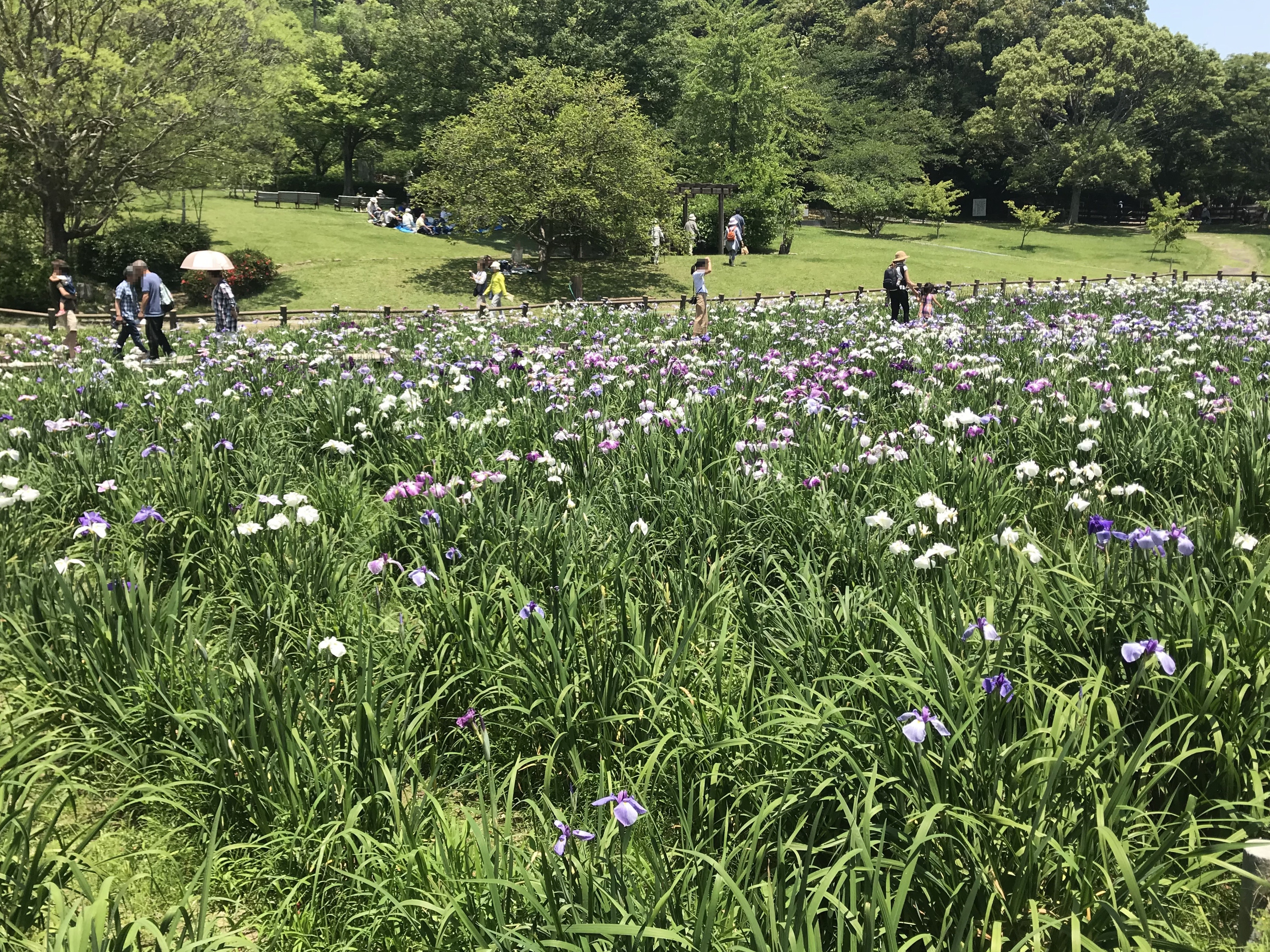 File Iris Garden In Miyajidake Shrine 19 Jpg Wikimedia Commons