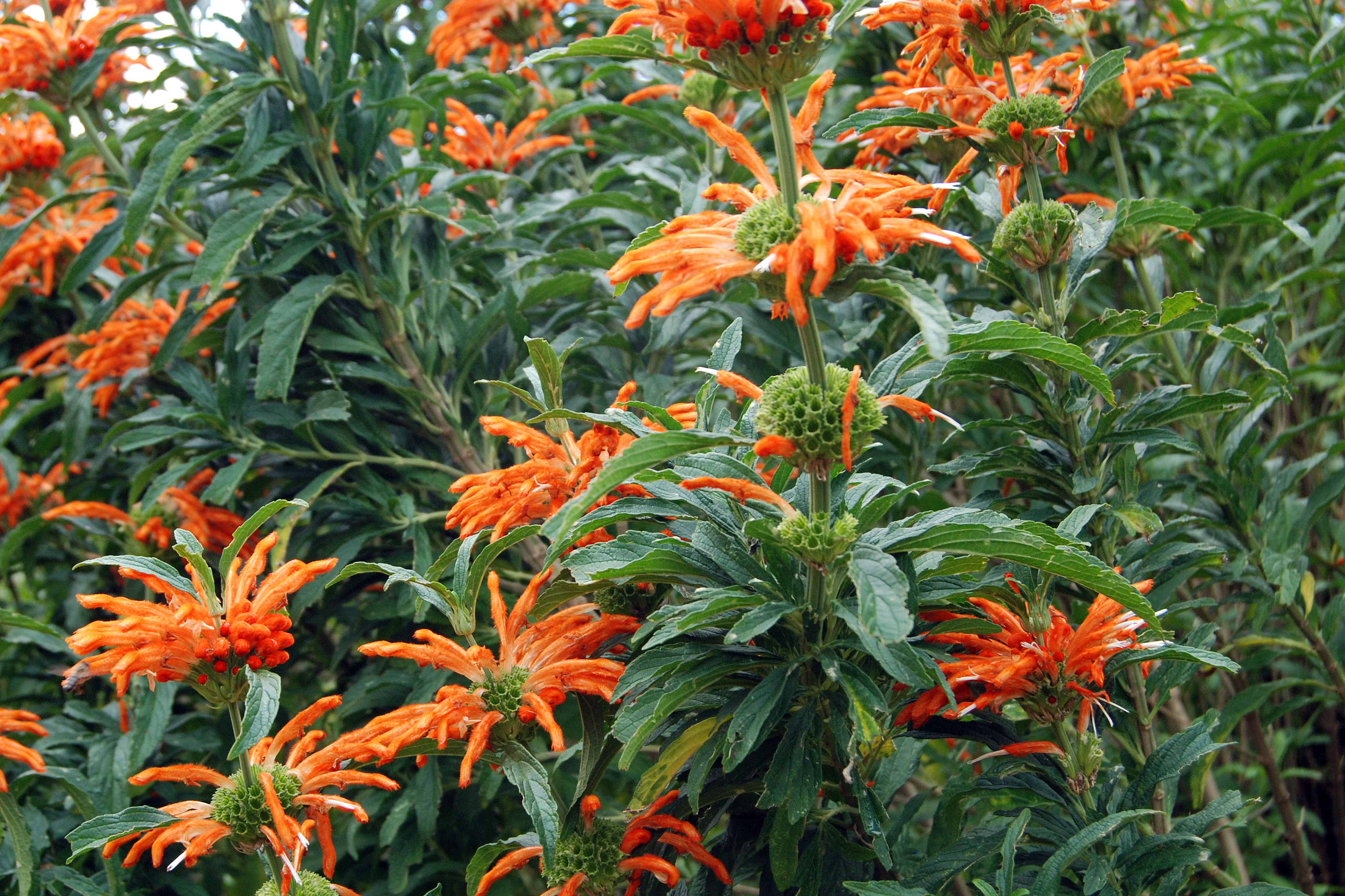 Leonotis leonurus - Wikipedia