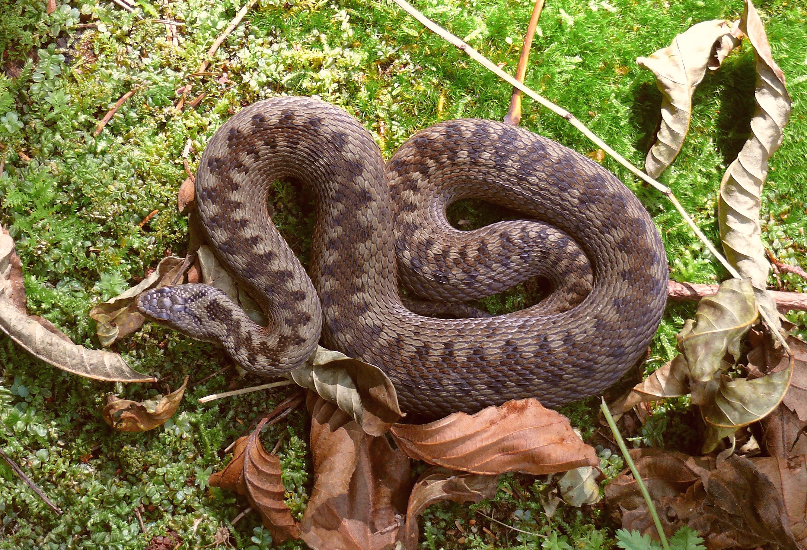 Змей урала. Гадюка обыкновенная. Обыкновенная гадюка - Vipera berus (Linnaeus, 1758). Гадюка Уральская. Обыкновенная гадюка (Vipera berus).