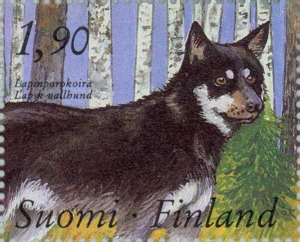 File:Lapland-Sheepdog-Canis-lupus-familiaris.jpg