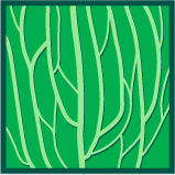 File:Leaf morphology longitudinal.png