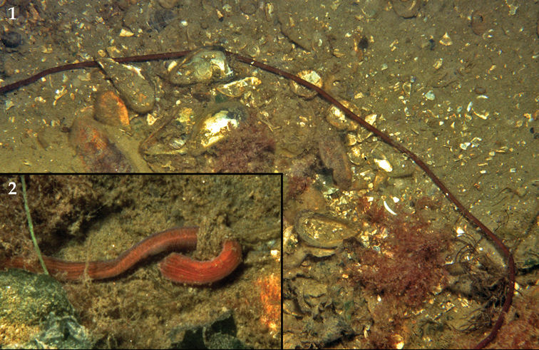 File:Lineus longissimus Grevelingen.jpg