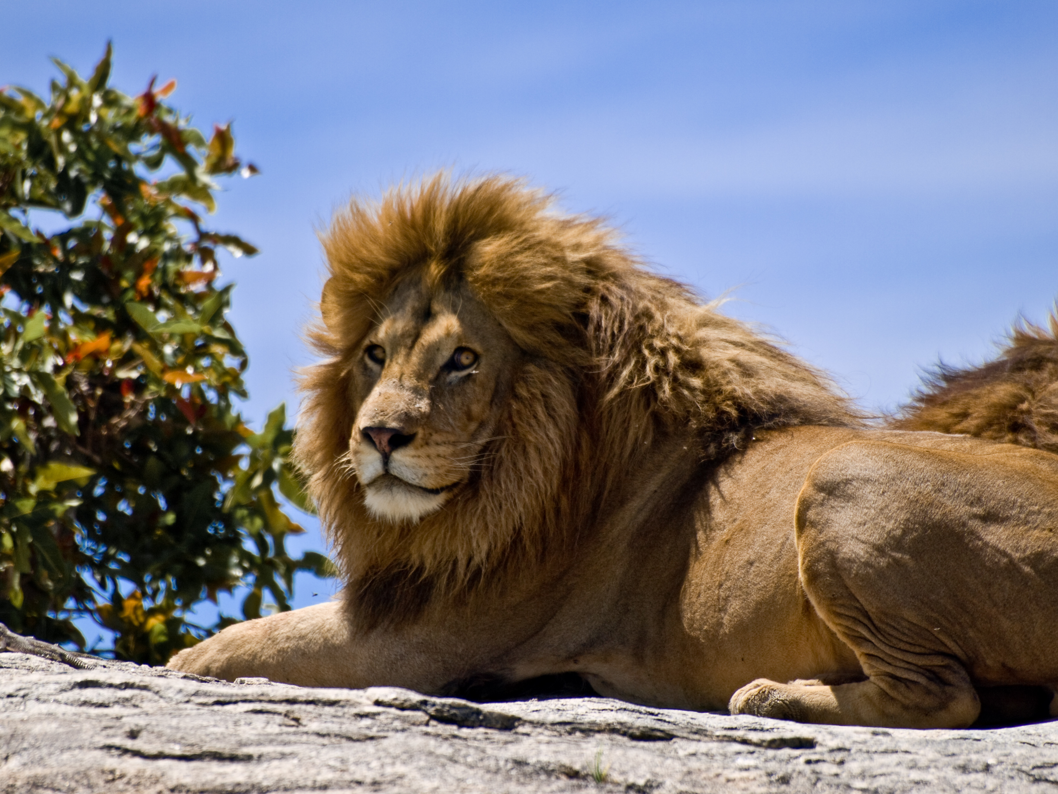 File Male Lion On Rock jpg Wikimedia Commons