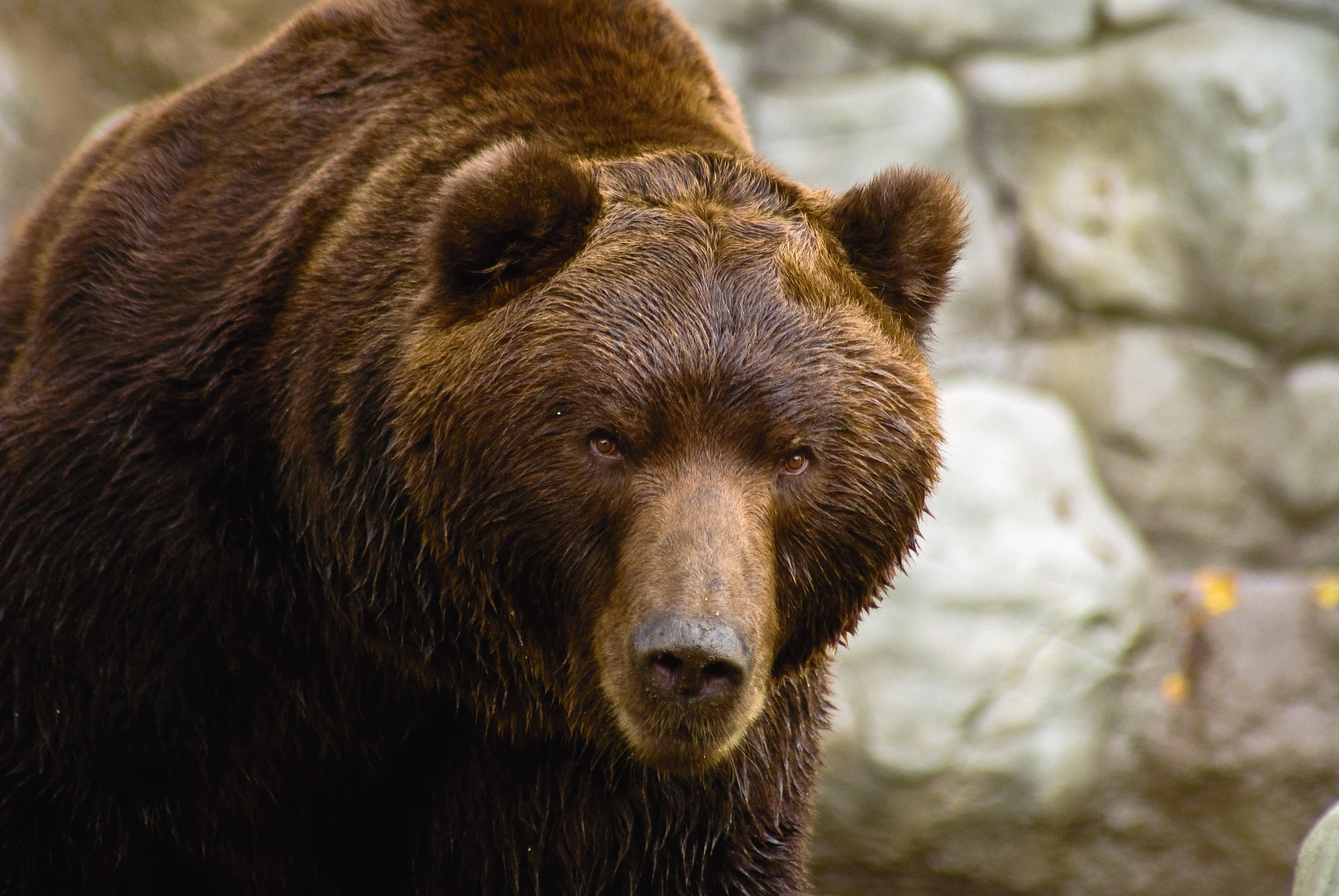 Medvěd kamčatský (Ursus arctos beringianus)%2C Kamchatka brown bear