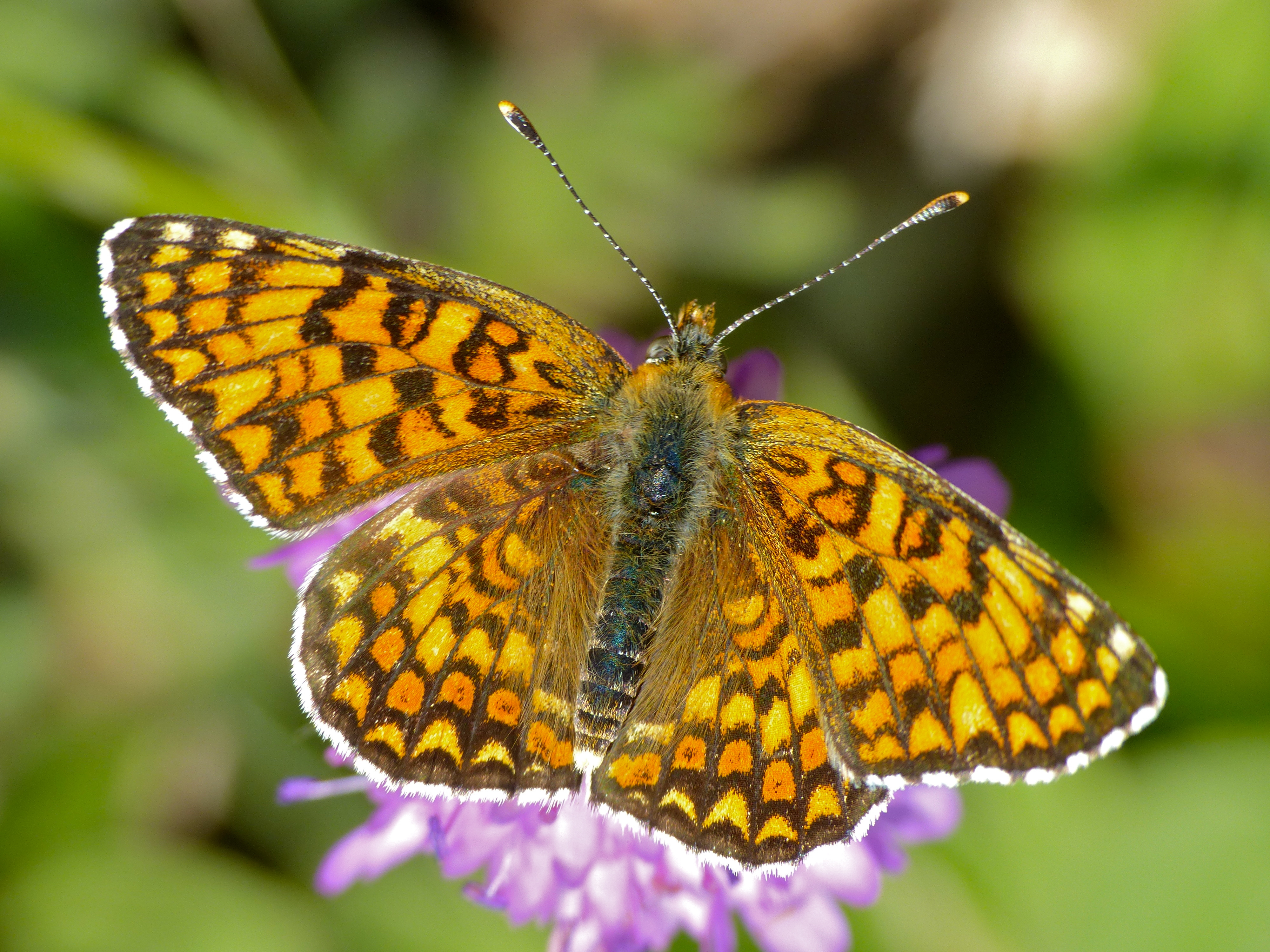 Melitaea phoebe (14219042441).jpg