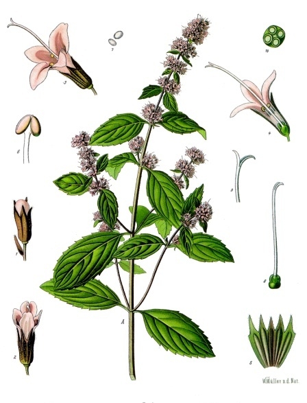 File:Mentha × piperita - Köhler–s Medizinal-Pflanzen-095.jpg