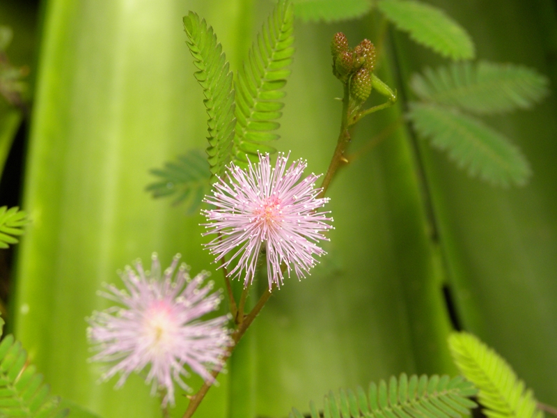 File:Mimosa pudica 01.jpg