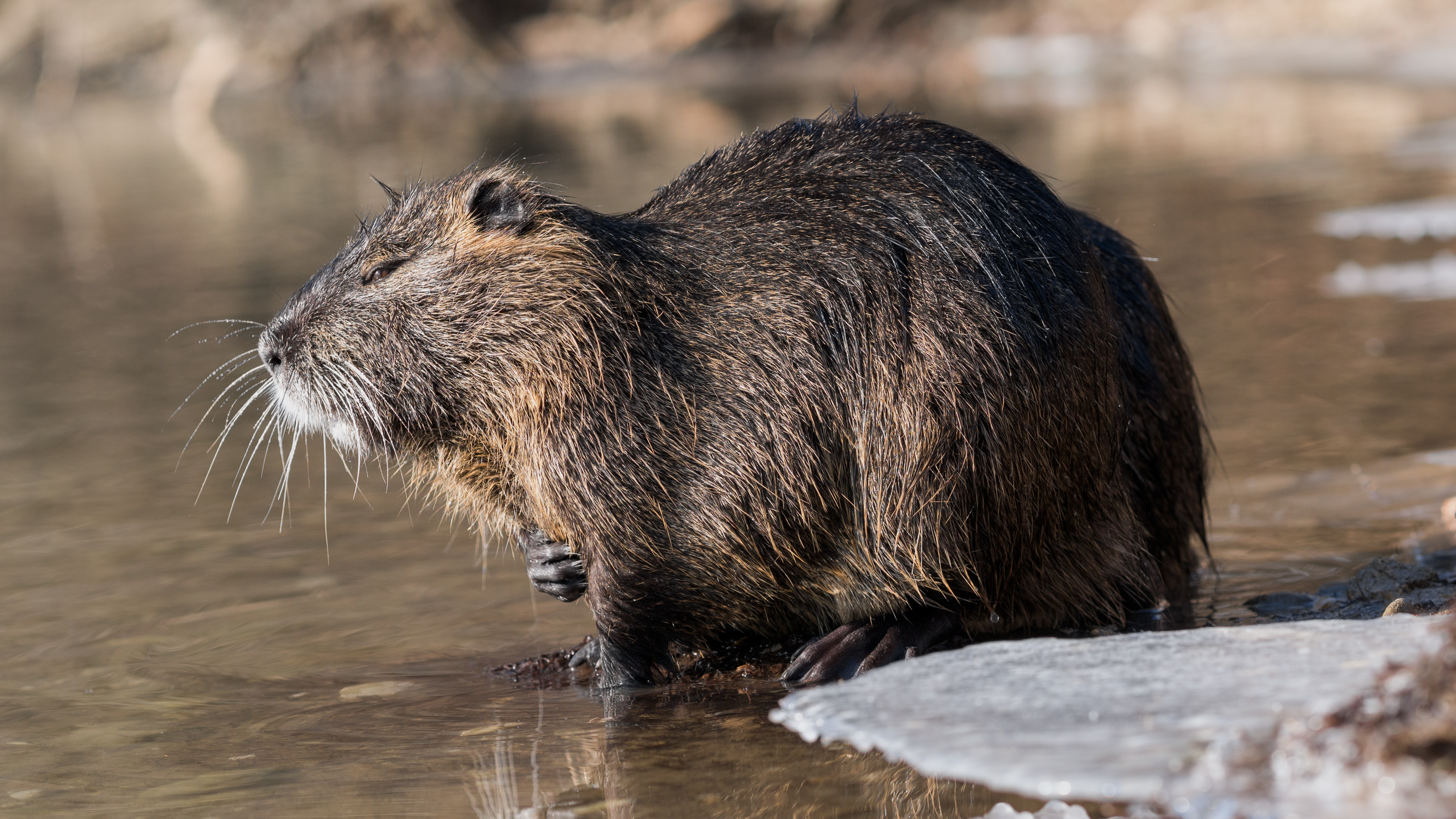 Известно что ондатра млекопитающее. Myocastor coypus нутрия. Нутрия болотный Бобр. Водяная крыса нутрия. Нутрия ондатра Бобр.