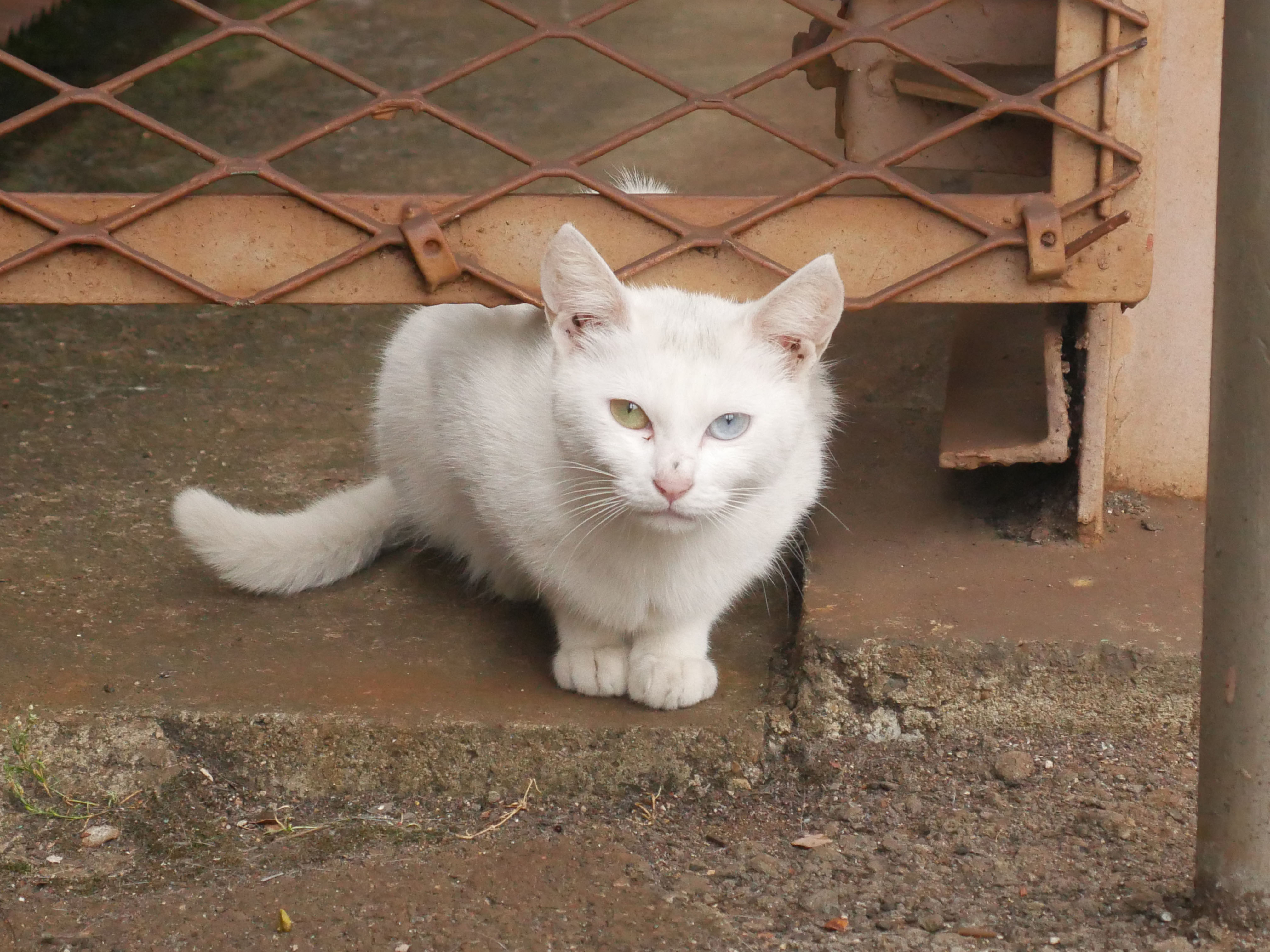 Odd eye white cat in Ichijoji station 20200531.jpg