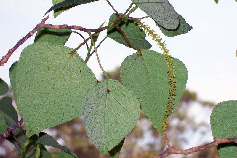 File:Omalanthus nutans raceme.jpg