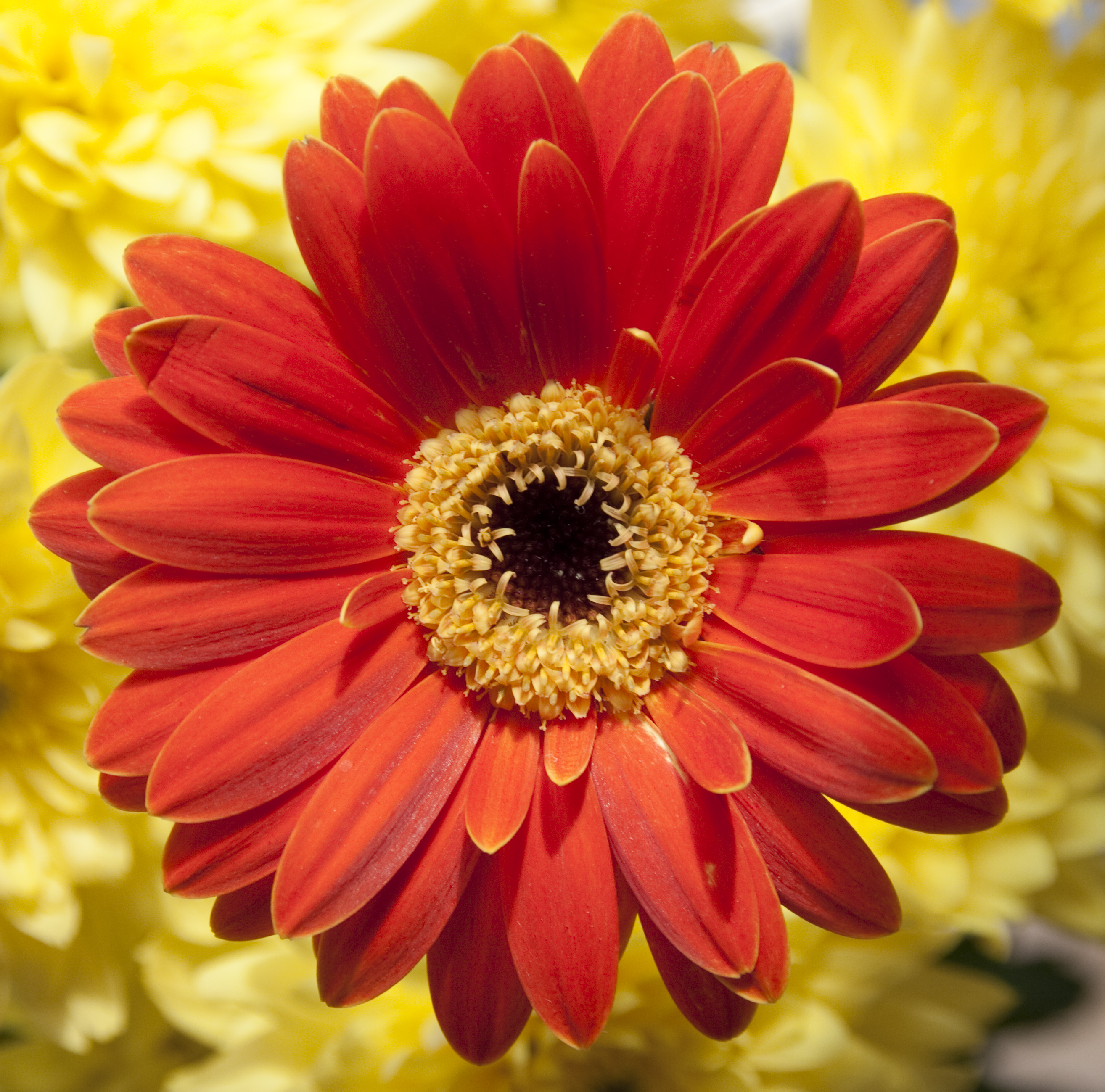 orange flower pictures