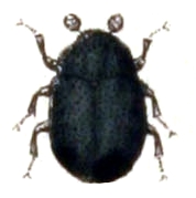 <i>Orphilus</i> Genus of beetles