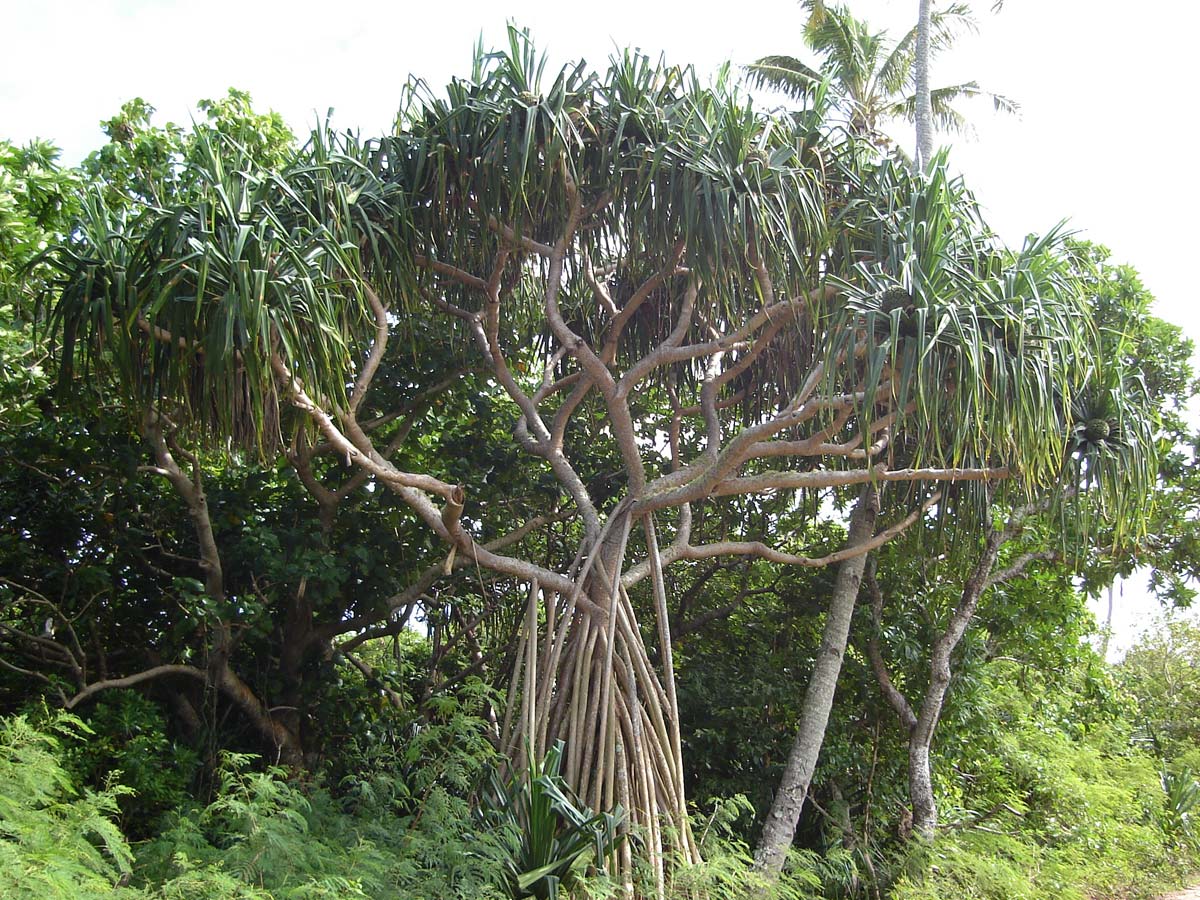 Ходульные корни Pandanus tectorius