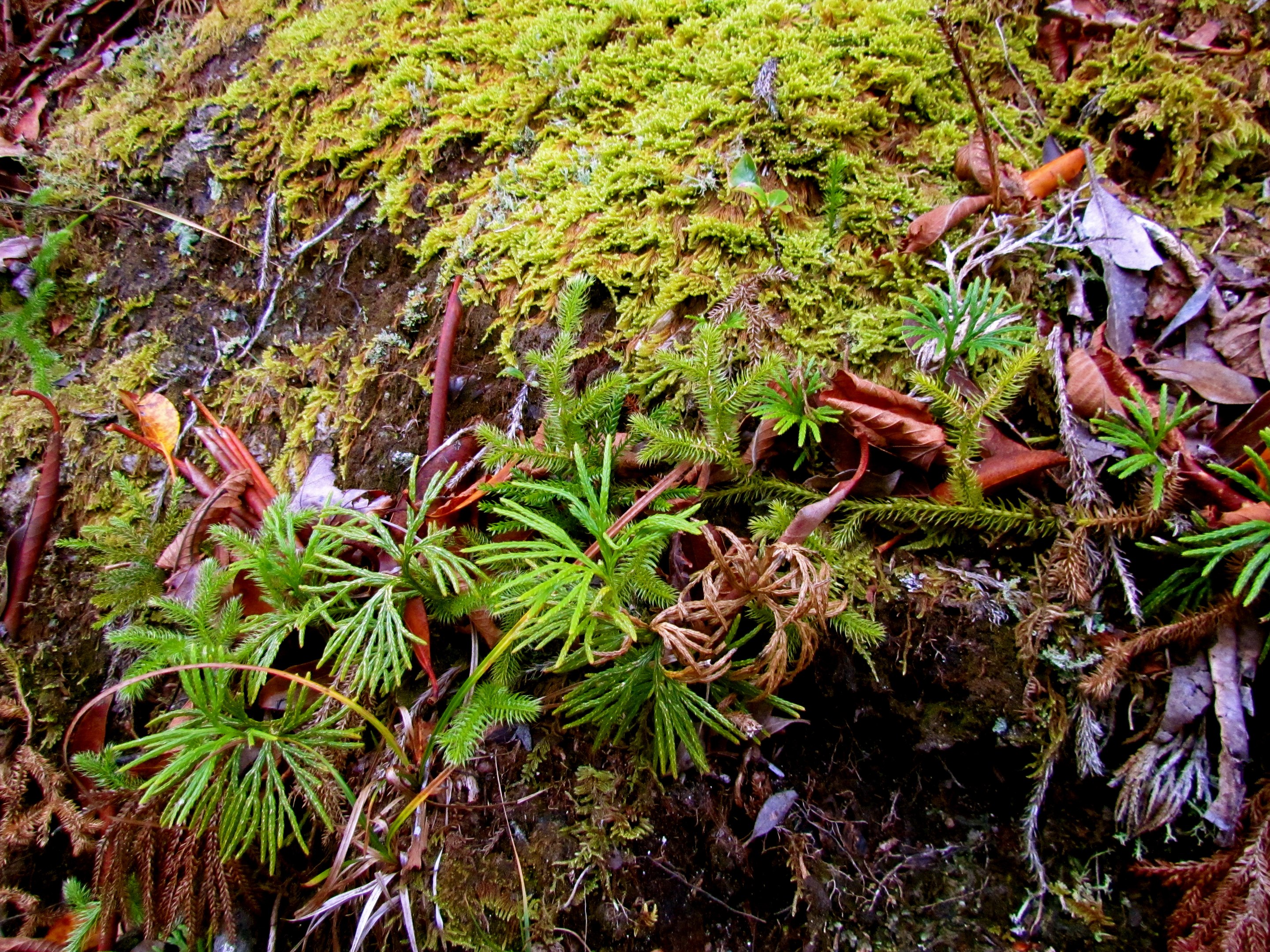 Pisgah National Forest