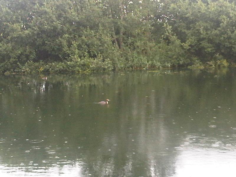 File:Podiceps cristatus wetland 1.jpg