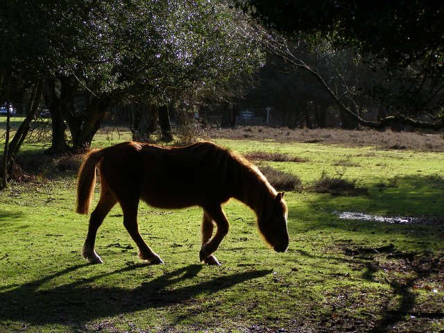 Pony in a holly holm, Bolderwood, New Forest - geograph.org.uk - 316592