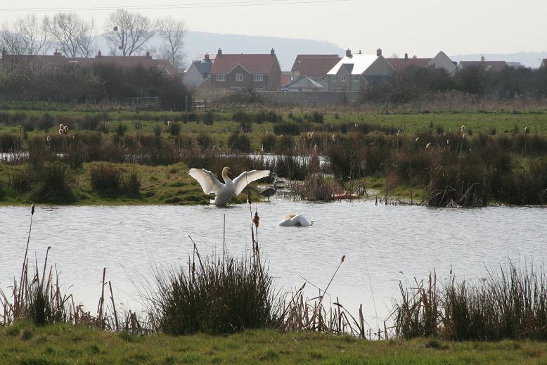 Portbury Ashlands - geograph 1785019 3f83eb45