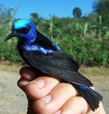 File:Red-legged Honeycreeper.JPG